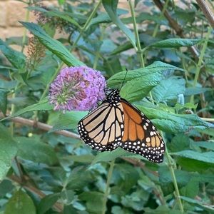 Meet your Posher, Carolyn